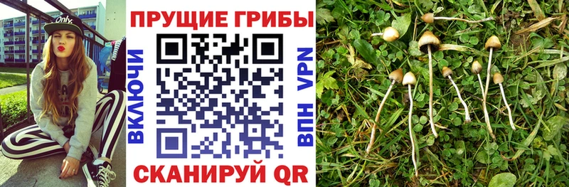 Галлюциногенные грибы мицелий  где купить наркоту  блэк спрут как войти  Порхов 
